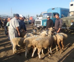 Tradycyjny niedzielny targ bydła w Karakol w północnym Kirgistanie, Fot. Ola Dzik