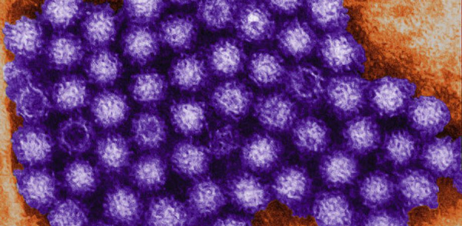 Wirusy - Zdj. dzięki uprzejmości CDC